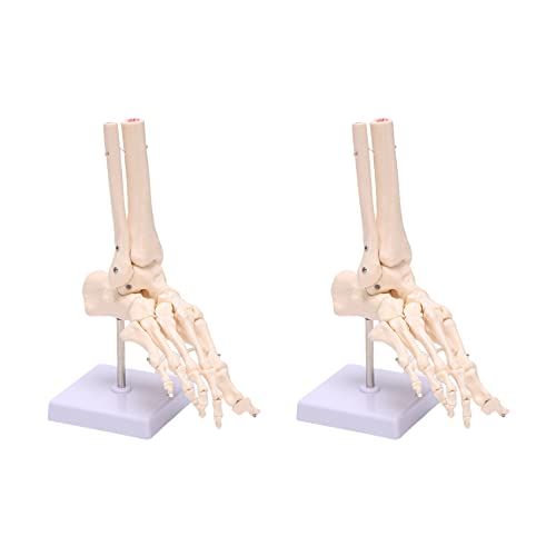 Yangyou 2X 1: 1 Fuß Gelenk Modell Menschliches Fuß Skelett Modell Auf FußKnochen Im Leben Größe für Den Unterricht Im Naturwissenschaftlichen Klassenzimmer