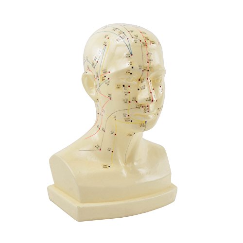 HeineScientific Modell Kopfakupunktur