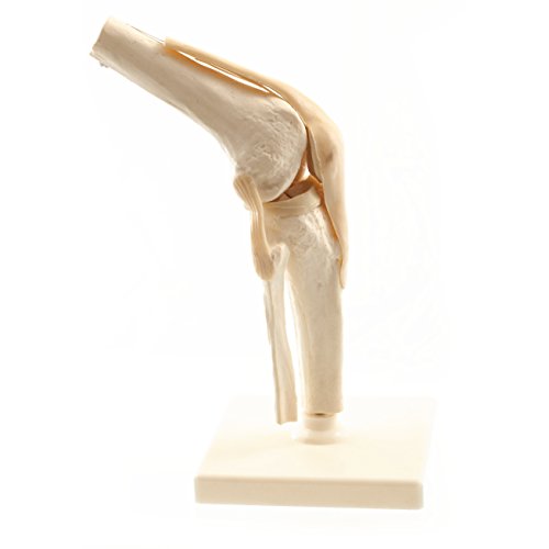 HeineScientific Menschliches Knie-Modell
