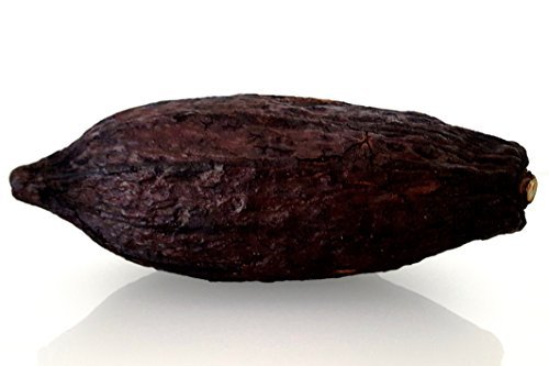 Kakaoschote XXL 15-25 cm braun Kakaofrucht Riesenfrucht echt und getrocknet | nur für Deko empfohlen
