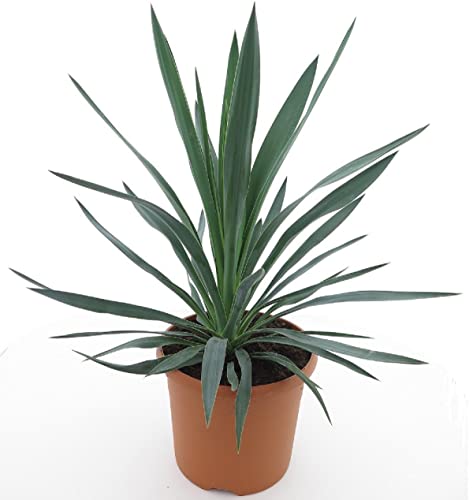 Winterharte Yucca Palmlilie - Yucca gloriosa - verschiedene Größen (60-70cm - Topf Ø 26cm - 8 Ltr.)