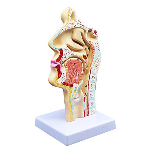 JOUSE Medizinisches Modell Der Menschlichen Anatomischen Nasen Höhlen Hals Anatomie Fuer Die Wissenschafts Klassen Zimmer Studien Anzeige, Die Medizinisches Modell Unterrichtet