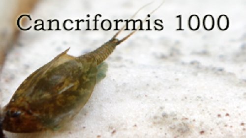 Triops Cancriformis Urzeitkrebse Starter Set ca. 1000 Eier Deutsch