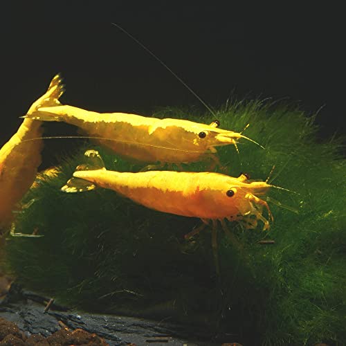 AQ4Aquaristik Yellow Golden Top Zwerggarnele 10 Tiere, Yellow Neon Rückenstrich Garnele, für Einsteiger geeignet