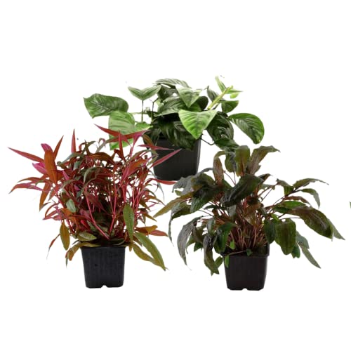 Mutterpflanzen Set mit 4 XL Topf Pflanzen Aquariumpflanzenset Nr.60 Wasserpflanzen Aquarium Aquariumpflanzen