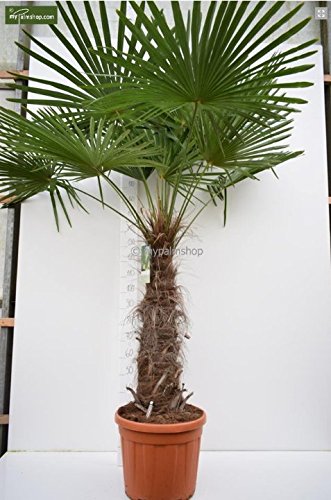 Trachycarpus fortunei, Palme, Hanfpalme Winterhart, 200-250cm Stamm 100-120cm - Topf Ø50 cm - 70 Ltr - PALLETTENVERSAND INNERHALB DEUTSCHLAND [1807]