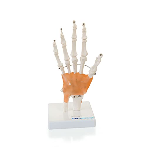 Anatomisches Hand Skelett Model mit Ligament | lebensgroßes anatomisches Handmodell mit Stativ | Anatomie Modell | Lehrmittel
