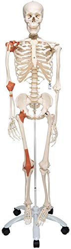3B Scientific Menschliche Anatomie Skelett Leo - mit Gelenkbändern auf Metallstativ - Lebensgroß, inklusive Metallstativ und transparenter Staubschutzhülle - A12 als Lernmodell oder Lehrmittel mit 3 Jahren Garantie