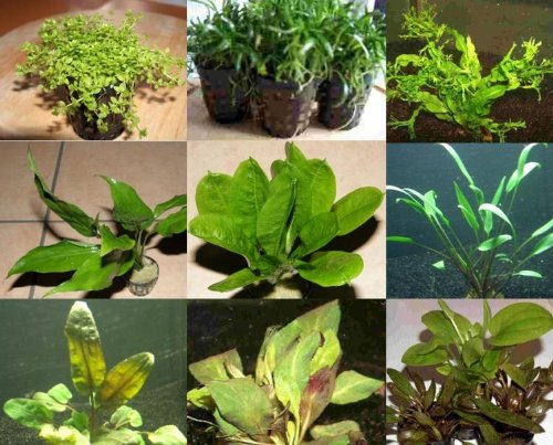 Mühlan Topartikel- 75 Aquarienpflanzen, 10 Bunde und 5 Topfpflanzen