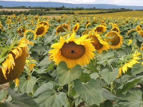 Heinrichs Agrar - deutsche Sonnenblumenkerne Mix gestreifte und Schwarze aus der Layenmühle