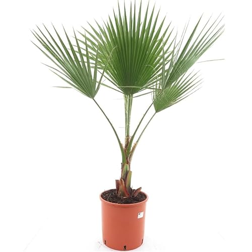 Washingtonia robusta - Mexikanische Washingtoniapalme - verschiedene Größen (100-130cm - Topf Ø 26cm)
