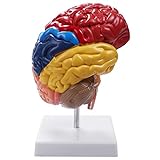 Oikabio Gehirn Anatomisches Modell Anatomie 1: 1 Halbes Gehirn Gehirnstamm Medizinisches Lehr Labor ZubehöR