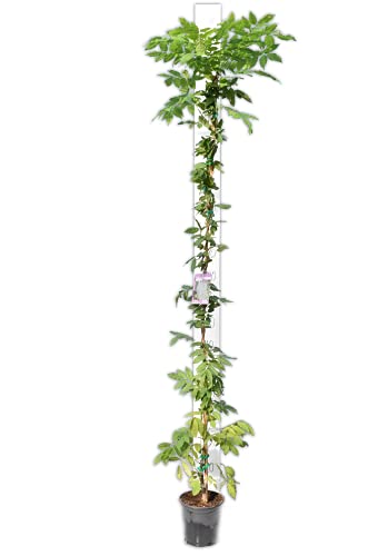 Wunderschöne Kletterplanze - Chinesischer Blauregen - Wisteria sinensis- 160cm Topf 3 Ltr. [4801]
