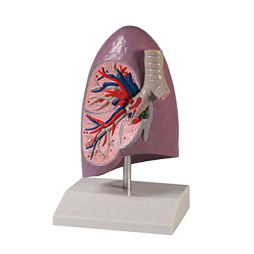 Modell einer Lungenhälfte, Anatomie Modell Lungenmodell Lungenflügel, lebensgroß