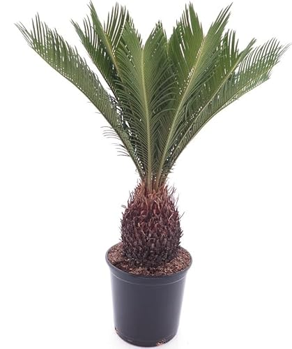 XL Cycas revoluta Stamm 15+ cm - Höhe 70+ Zimmerpflanze, Sagopalme, Palmfarn [9180]