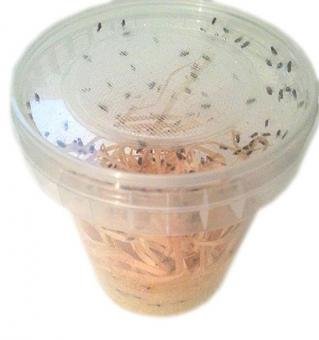 10 Dosen große Drosophila Fruchtfliegen Zuchtansatz 500ml praktisch verpackt, Futterinsekten Futtertiere 1L/5,60EUR