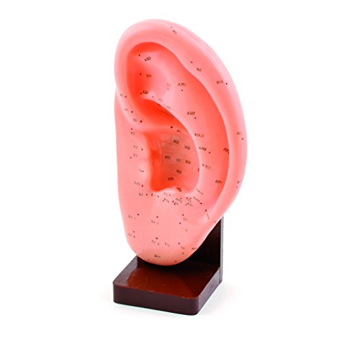 HEINESCIENTIFIC Akupunkturmodell des Ohr von MP24 Anatomische Modelle