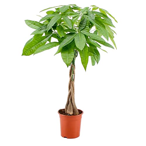 Silberbaum | Pachira Aquatica pro Stück – Zimmerpflanze im Pflanztopf Ø 21 cm – 80-90 cm