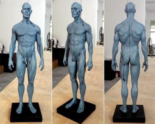 Anatomisches Körpermodell, Schädel, Körper, Muskeln, Knochen, 30 cm hoch, TT Dental