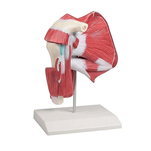 Anatomie Modell der Schultermuskulatur mit tiefen Muskeln, lebensgroß, 1-teilig