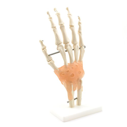 HeineScientific Hand-Skelett mit Bändern