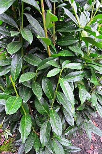 immergrüner Kirschlorbeer Prunus laurocerasus Genolia -R- 100-125 cm hoch im 7,5 Liter Pflanzcontainer