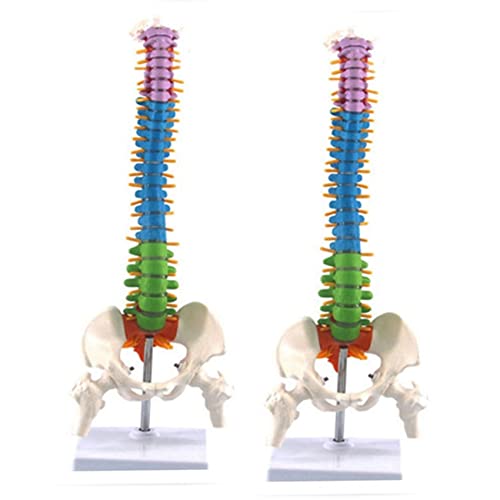 FYOBOT 2X 45 cm mit Becken Menschliche Anatomie Wirbel SäUle Medizinische Wirbel SäUle Modell Lehr Mittel für Medizin Studenten