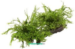 AquaPlants Microsorum pteropus 'Windeløv' Grown on Mangrove Wood - Size XL