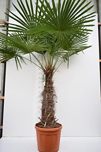 Trachycarpus fortunei, Palme, Hanfpalme Winterhart, Gesamthöhe:180-220cm Stamm. 70-80cm - Topf Ø 40 cm - 35 Ltr PALETTENVERSAND [2195]