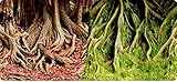 Reptiles Planet Amazonian Tree Roots Poster 2 Seiten, 15 m, Roller, 60 cm Höhe