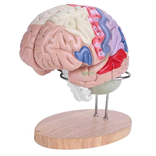 Medizinisches Gehirnmodell, 1: 2 Medizinisches anatomisches menschliches Gehirnmodell Hirnrinde 4 Teile