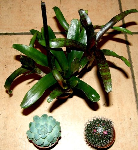 Mühlan Topartikel- Grünpflanzenmix, 6 Verschiedene Topfpflanzen, Zimmerpflanzen