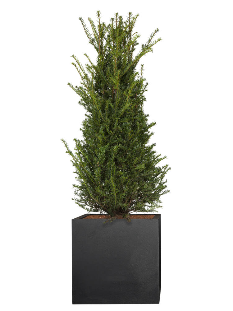 Eibe (Taxus Baccata) 100-125 cm (34,99 EUR pro 1 St�ck)