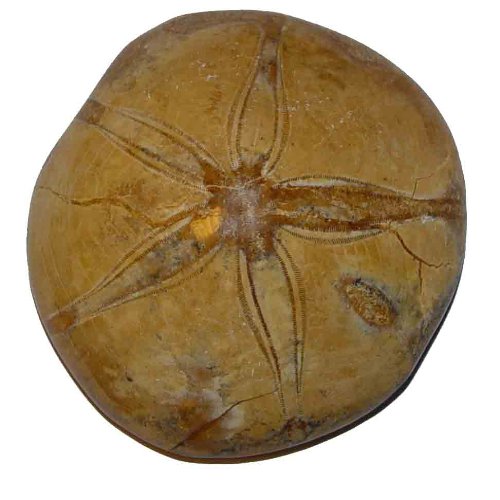 Seeigel versteinert Fossil aus Madagaskar Größe XL ca. 60 - 80 mm.(3448)