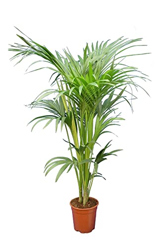 XL Kentia Palme Howea Forsteriana wunderschöne Zimmerpflanze sehr pflegeleicht 160-180cm Pot Ø 24 cm [4200]