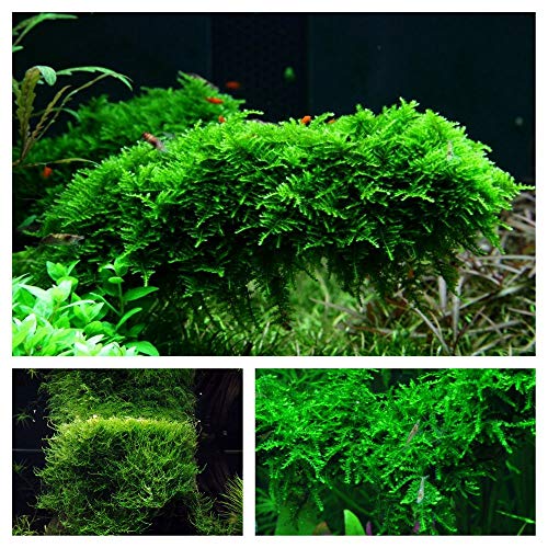 Moos Set mit 3 in Vitro Pflanzen Aquariumpflanzenset Nr.55 1-2 Grow! Becher Moose Aquarium Wasserpflanze