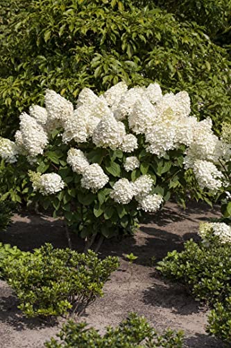 Hydrangea paniculata 'Silver Dollar' 5 L 60-80 Rispenhortensie 'Silver Dollar',winterhart, deutsche Baumschulqualität, im Topf für optimales anwachsen