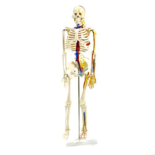 HeineScientific Anatomisches Skelett mit Nerven und Gefäßen
