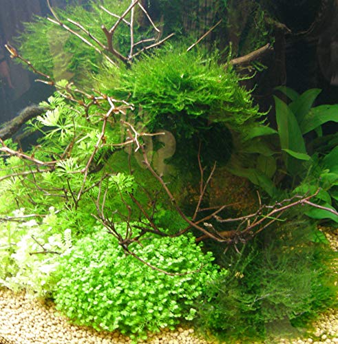 Wasserpflanzen 10 Bund ca 70 Aquariumpflanzen