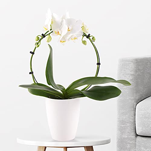 Orchideenbogen Weiß (Phalaenopsis mit Bogen, 45 cm) + gratis Topf