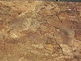 Korkrückwand innen Desert 90x60 cm, Terrarium, Kork Rückwand (92016)