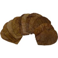 ProFlora® Terminalia Catappa Seemandelbaumblätter Blätter für Aquarien (L ca. 18cm - 22cm Länge 240 Stück)