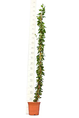 Sternjasmin - Trachelospermum jasminoides - Gesamthöhe 160+ cm - Ø 22 cm Topf