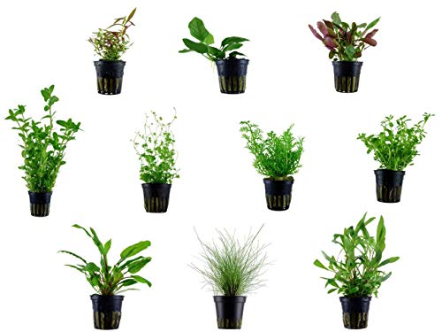 Tropica Einsteiger Maxi Set mit 10 Topf Pflanzen Aquariumpflanzenset Nr.36 Wasserpflanzen Aquarium Aquariumpflanzen