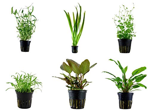 Tropica Einsteiger Set mit 6 einfachen Topf Pflanzen Aquariumpflanzenset Nr.28 Wasserpflanzen Aquarium Aquariumpflanzen