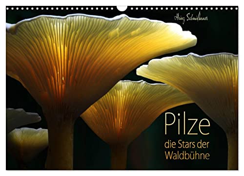 Pilze - die Stars der Waldbühne (Wandkalender 2024 DIN A3 quer), CALVENDO Monatskalender