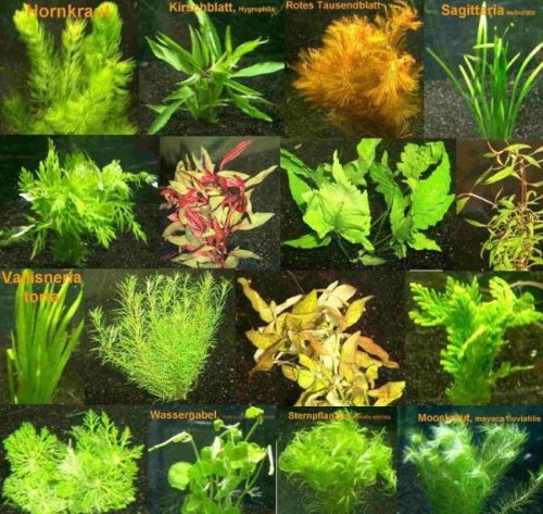7 Bund - ca. 45 Wasserpflanzen + Dünger, gegen Algenwachstum, leichte Pflege, Bunte Farben - Mühlan