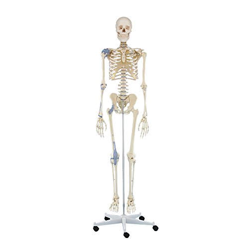 Ganzkörper Skelett, Anatomie Lehrmodell, Skelett Otto mit Bandapparat