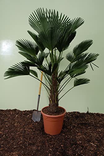 Trachycarpus wagnerianus, Hanfpalme, Palme, Winterhart - verschiedene Größen - PALLETTENVERSAND INNERHALB DEUTSCHLAND (160-180cm - Stamm 50-60cm - Ø 40)