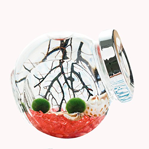 OMEM für Kinder Algen Moos Bälle Samen Glas Aquarium-Terrarium-Set